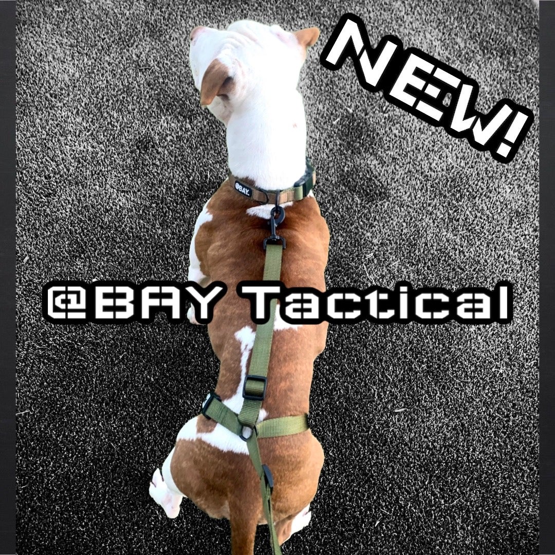 Bay shop dog harness